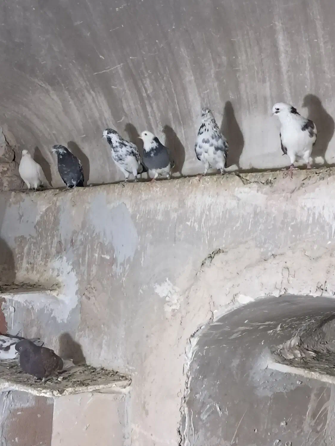 کفتر|پرنده|قنوات, |دیوار