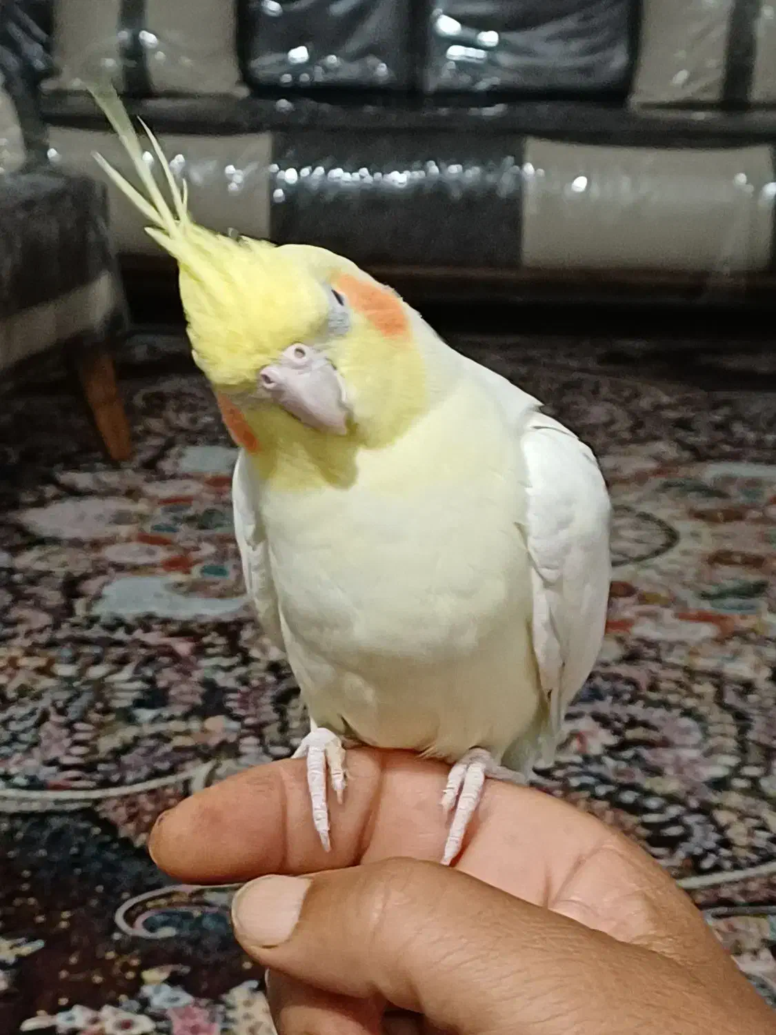 عروس هلندی|پرنده|بندرعباس, |دیوار