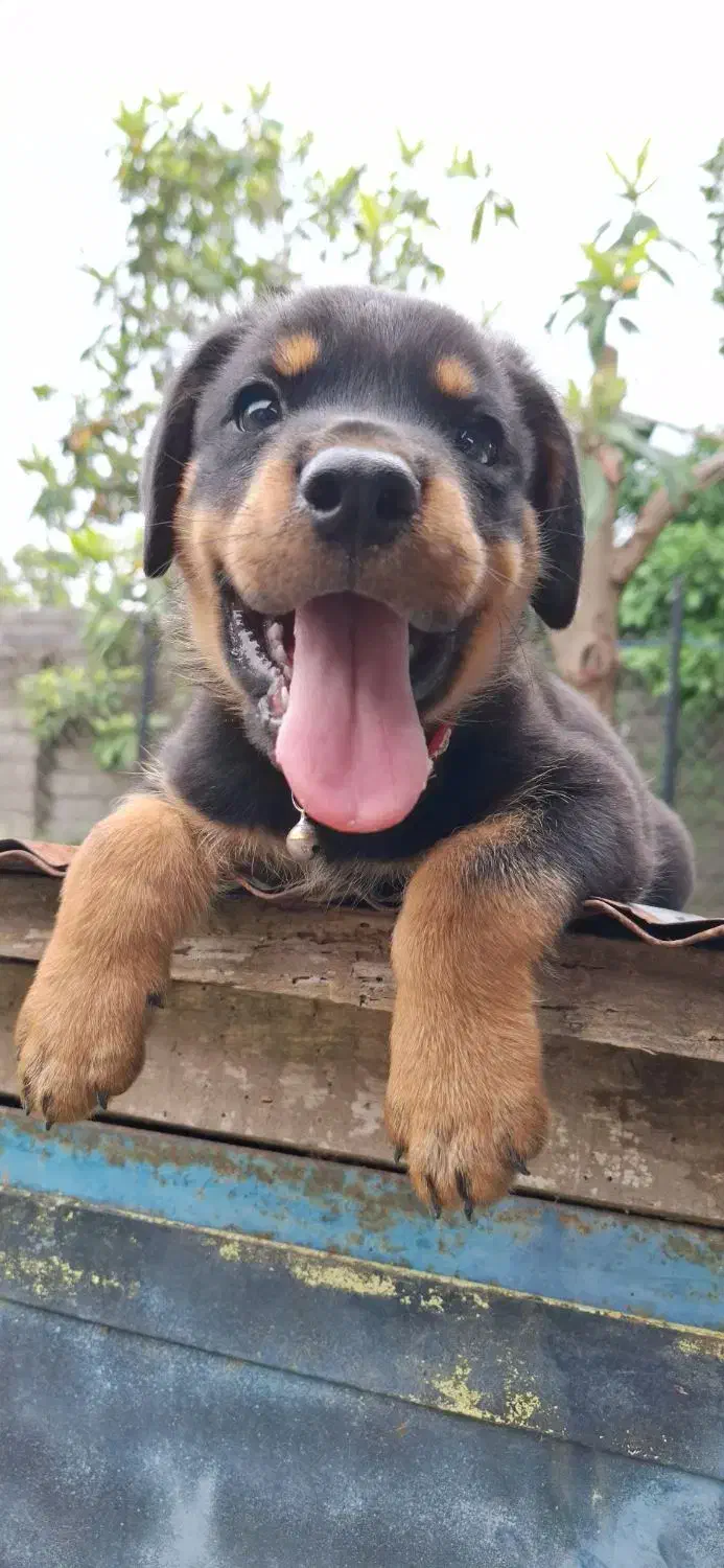 توله روتوایلر|سگ|رشت, آب آسیاب|دیوار