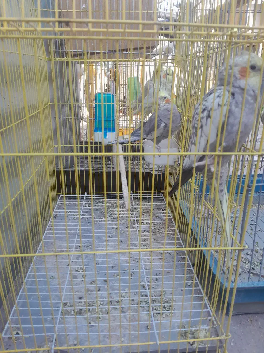 عروس هلندی|پرنده|اقبالیه, |دیوار