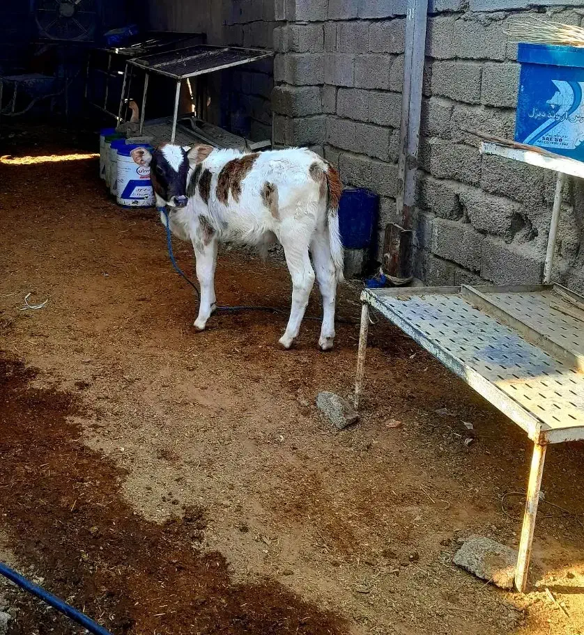 فروش گاو هلشتاین زایده با گوساله نر|حیوانات مزرعه|بهبهان, |دیوار