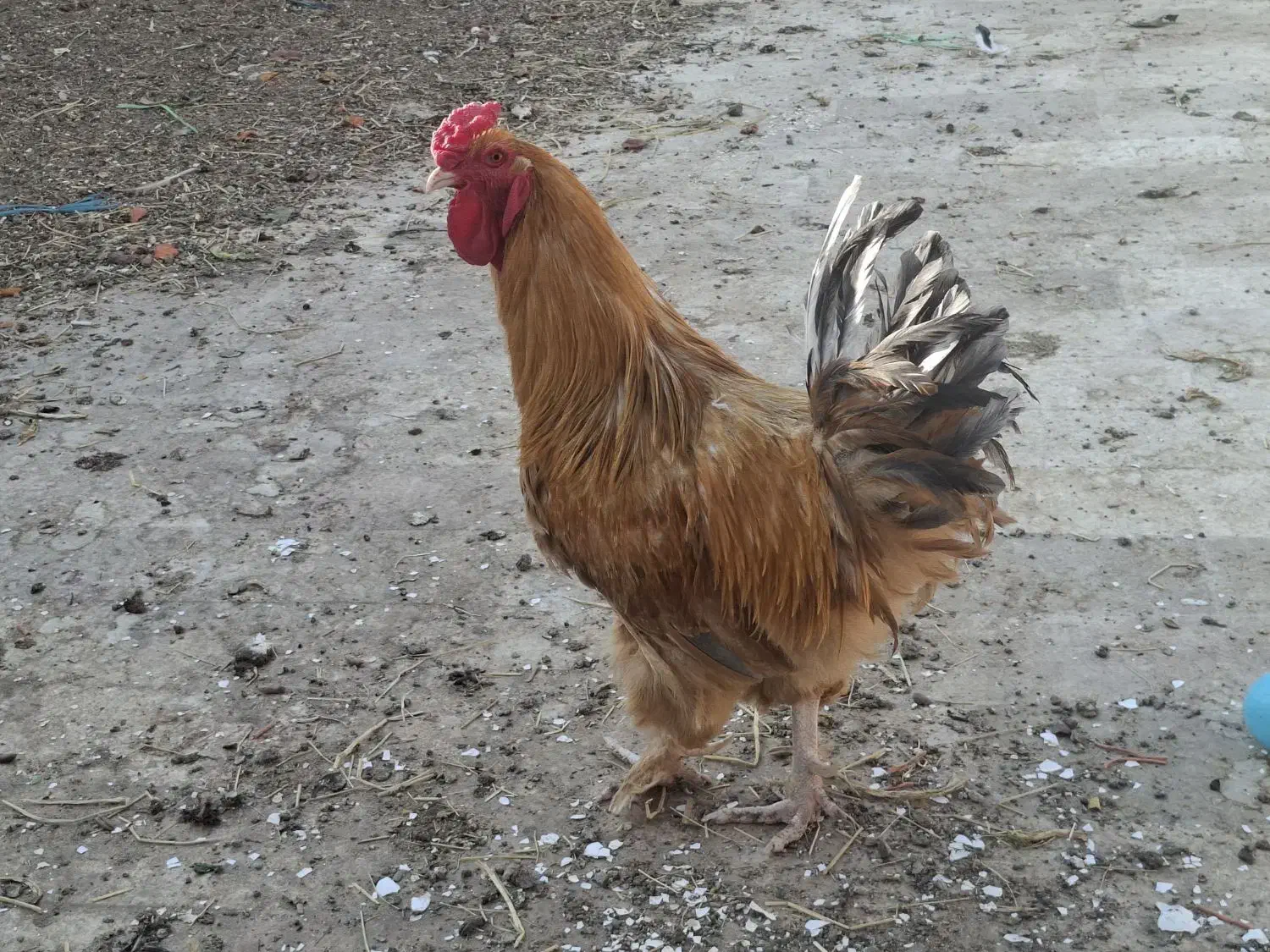 مرغ و خروس برهما|حیوانات مزرعه|قم, شهرک قدس|دیوار