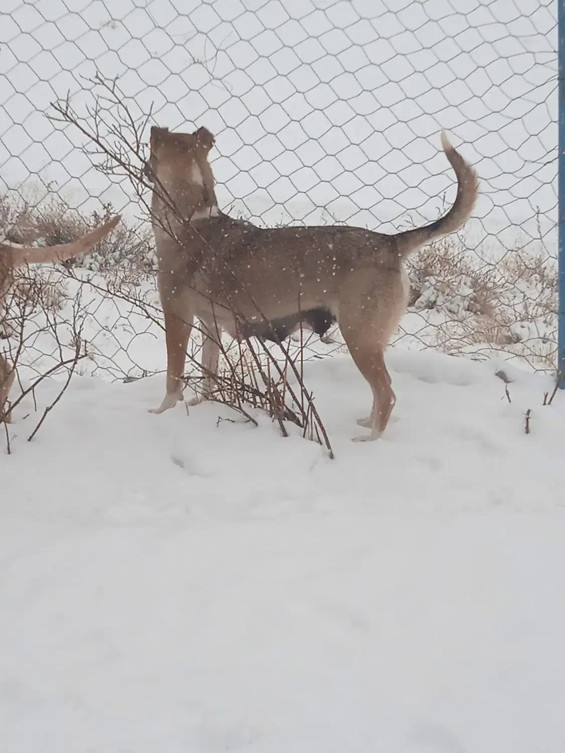 ماده سرابی|سگ|هشترود, |دیوار