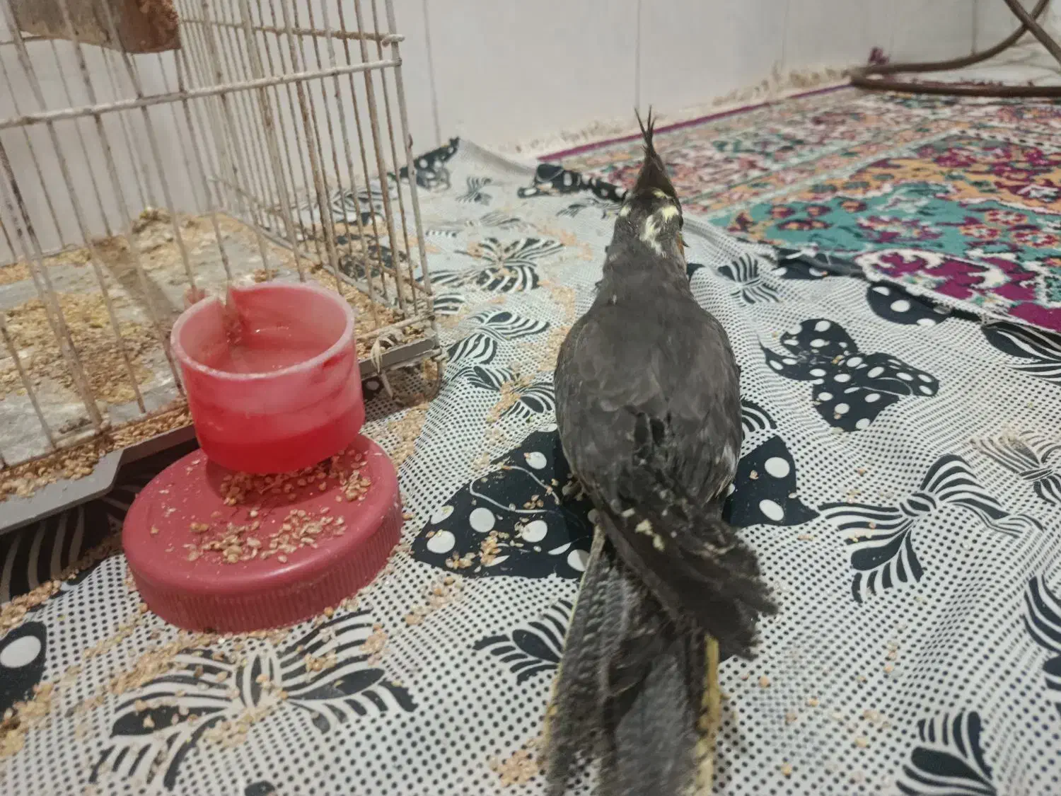 (فروش ویژه) عروس هلندی دستی دانخور و قفس خیلی بزرگ|پرنده|گرگان, |دیوار