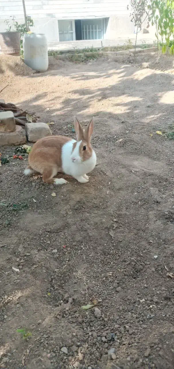 خرگوش خونگی|موش و خرگوش|شاهرود, |دیوار