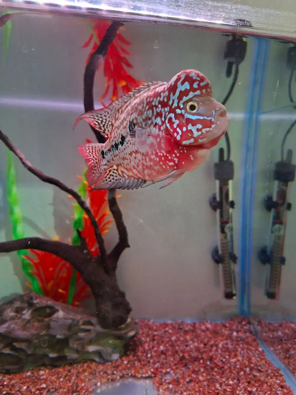 کینگ کامفا مولتی کالر|ماهی|شیراز, گویم|دیوار