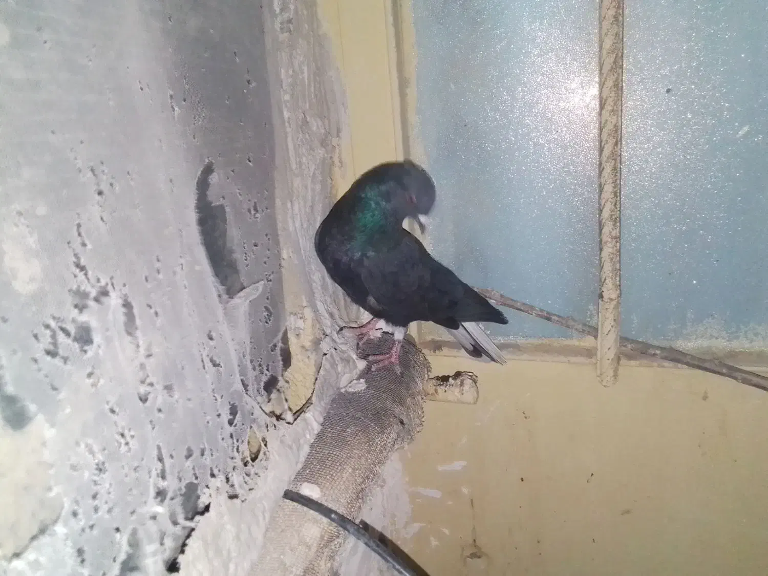 کبوتر دم سفید کربلایی طوقی|پرنده|خاش, |دیوار