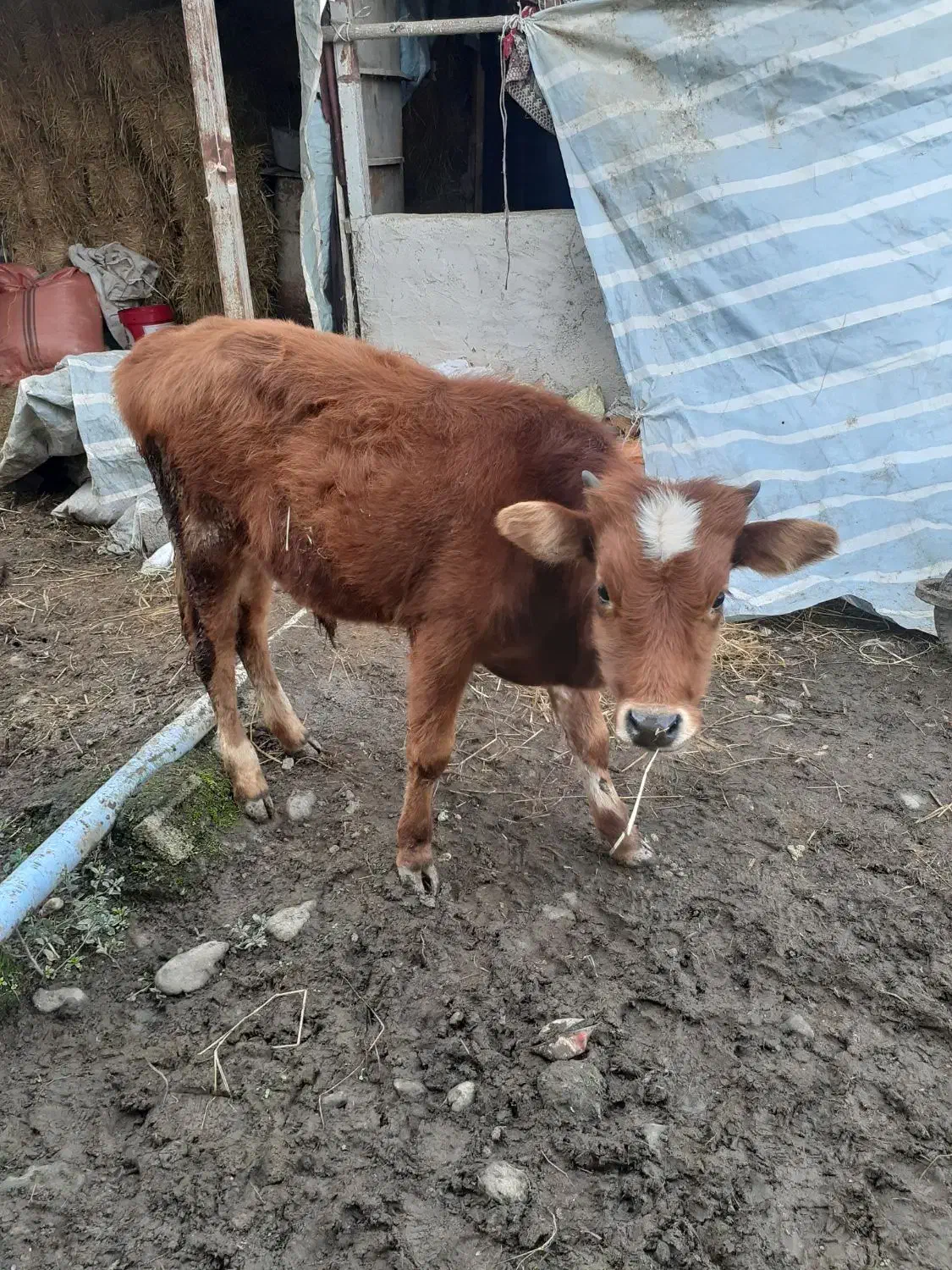 دوتاکلچه جوان خوشکل|حیوانات مزرعه|احمدسرگوراب, |دیوار