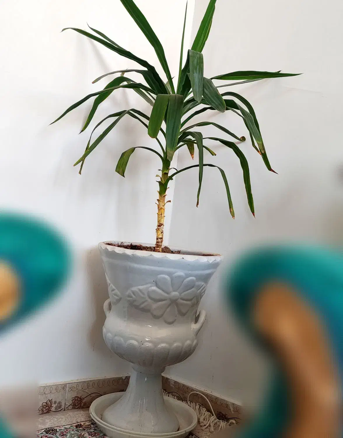 گل یوکا سانسوریا فیکوس|گل و گیاه طبیعی|تربتحیدریه, شهرک ولیعصر|دیوار