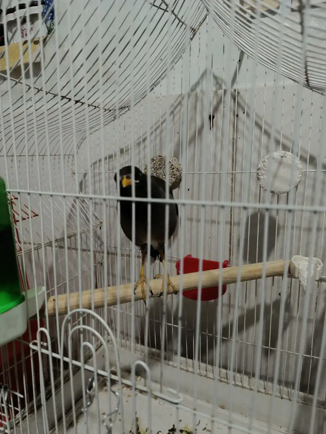 مرغ مینا افغان تقریبا۶ماهه|پرنده|کرمان, |دیوار