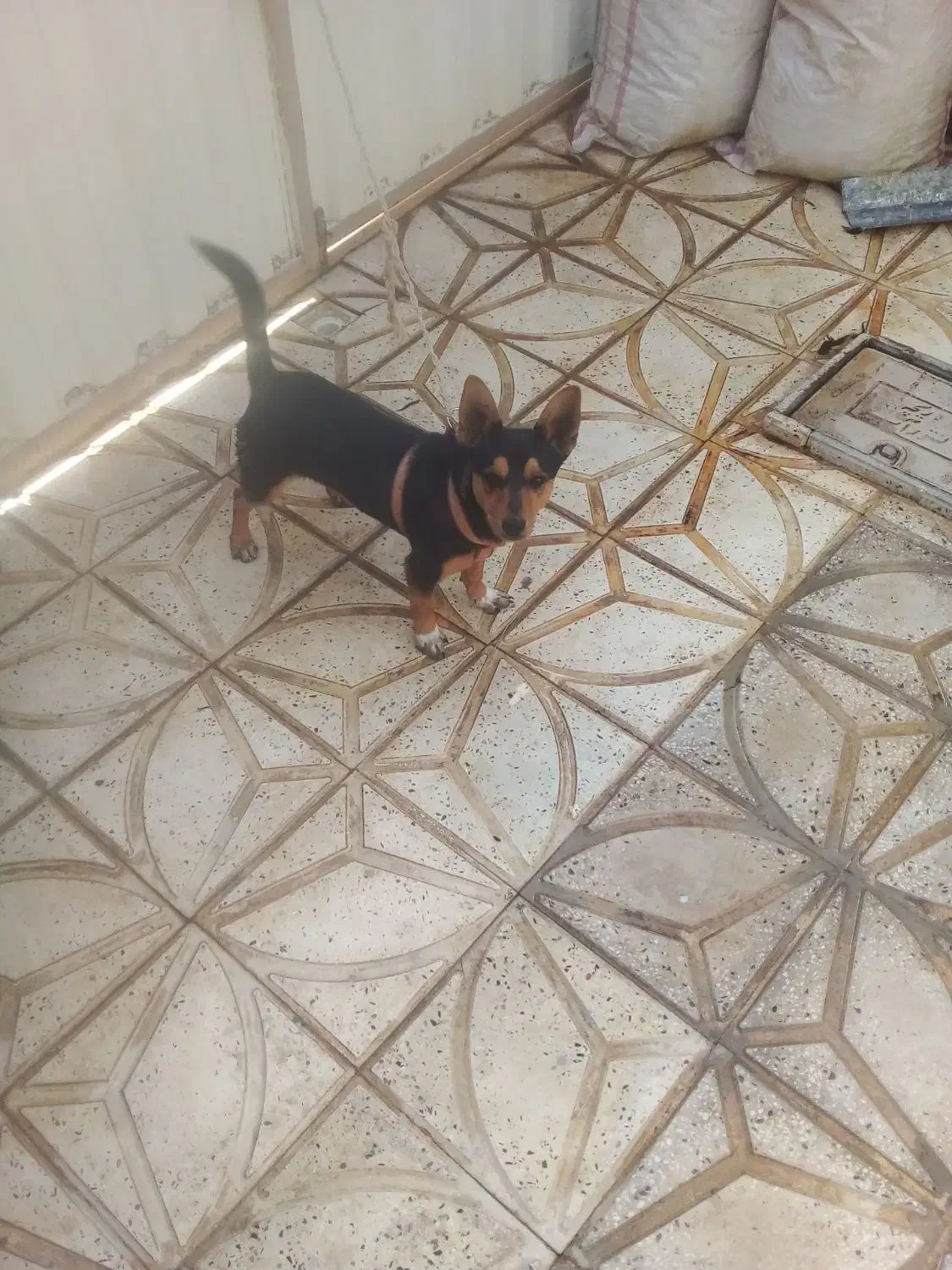 سگ پاکوتاه نژاد دار اصیل|سگ|سلطانیه, |دیوار