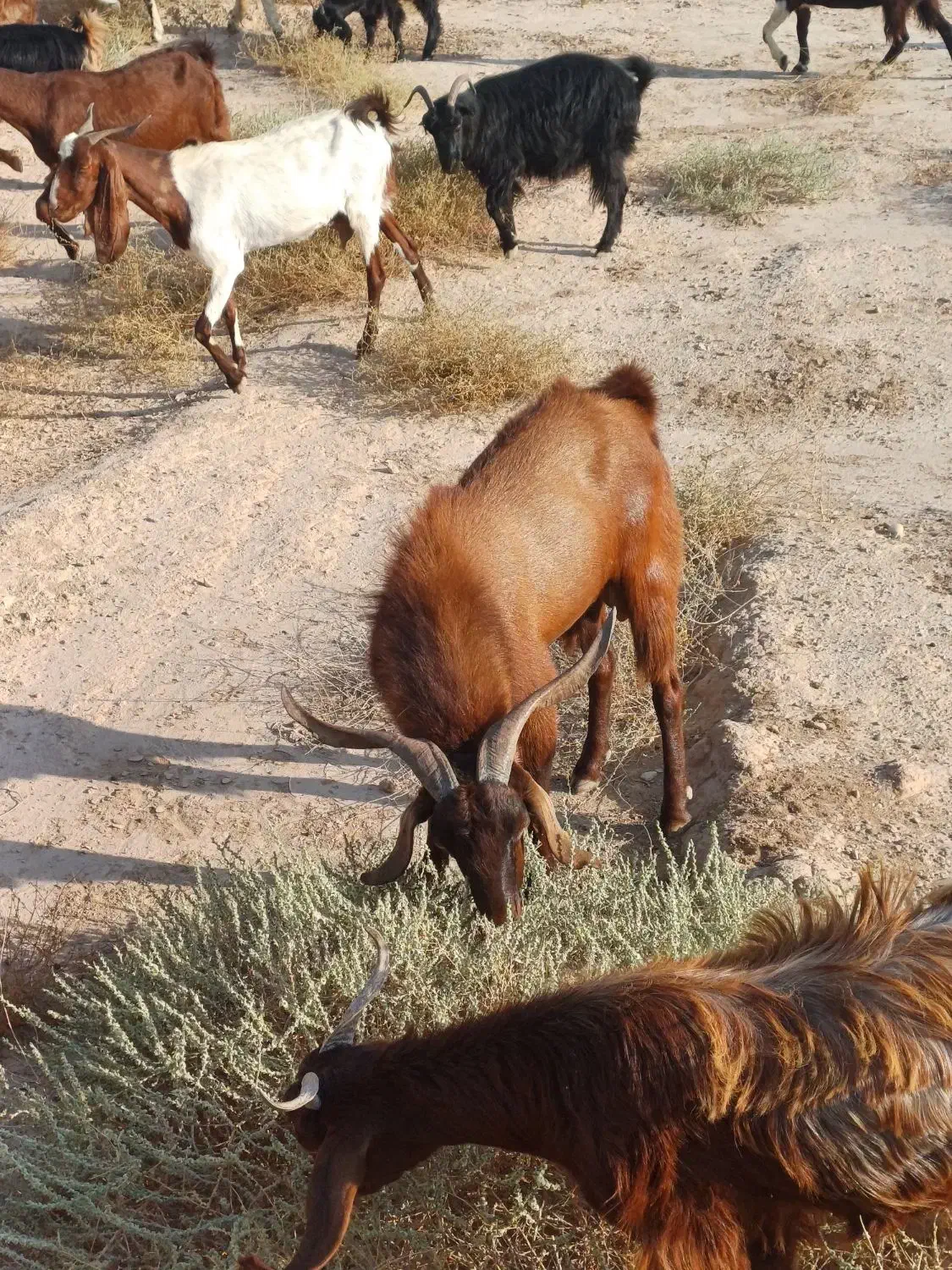 پازن|حیوانات مزرعه|بندر گناوه, |دیوار