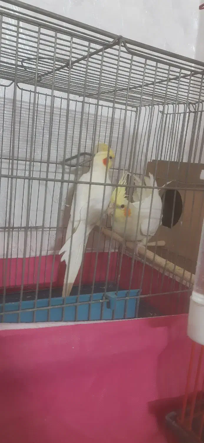 دوجفت عروس خوشکل وسرحال وآماده تخم جوجه دادن|پرنده|ابریشم, |دیوار