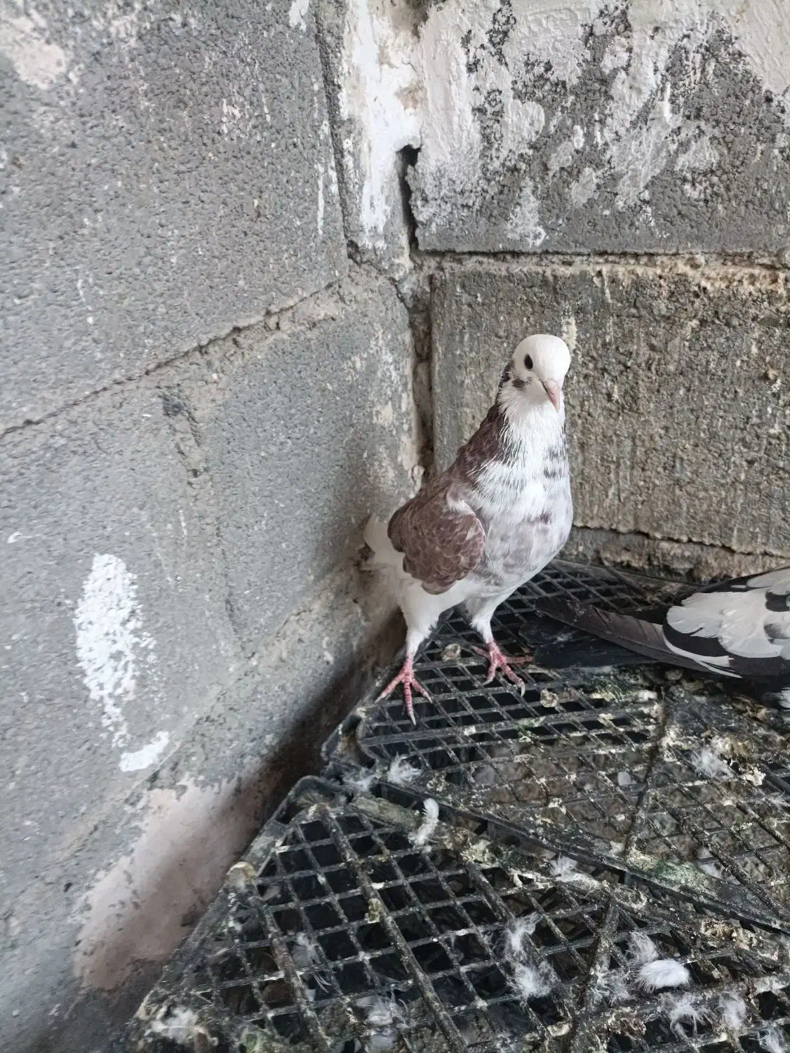 شازده سرخ ماده پرشی|پرنده|رودان, |دیوار