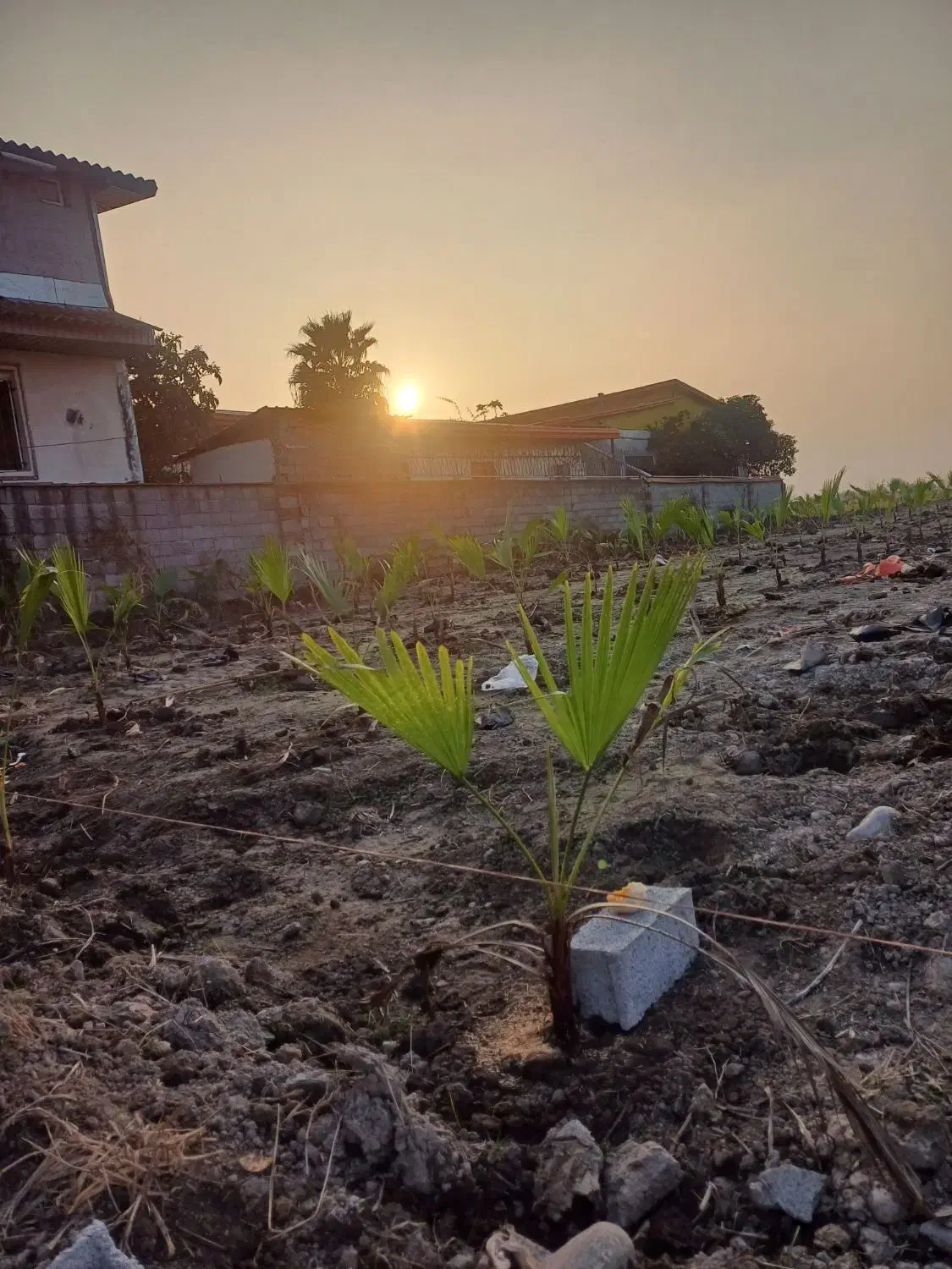 فضای سبز پالم|خدمات باغبانی و درختکاری|دابودشت, |دیوار