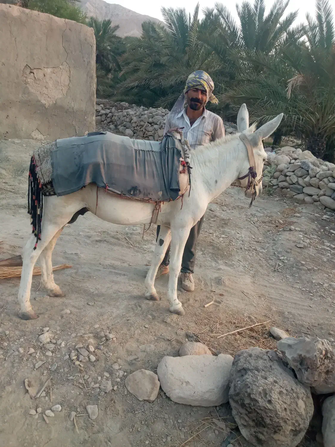 الاغ|حیوانات مزرعه|فین, |دیوار