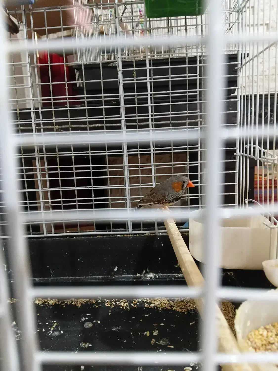 فنچ|پرنده|تهران, بریانک|دیوار