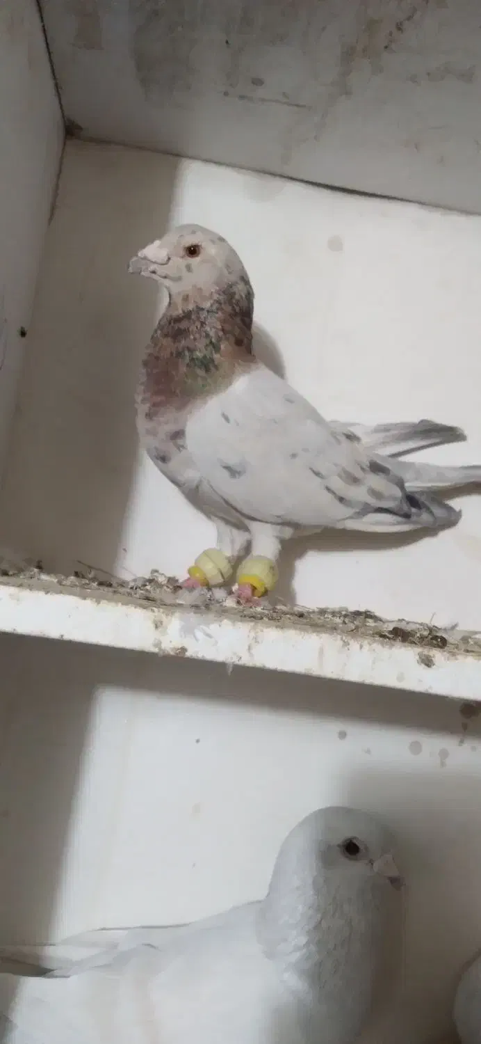 سار کله هما|پرنده|تربت جام, باغ سنگان سفلی|دیوار