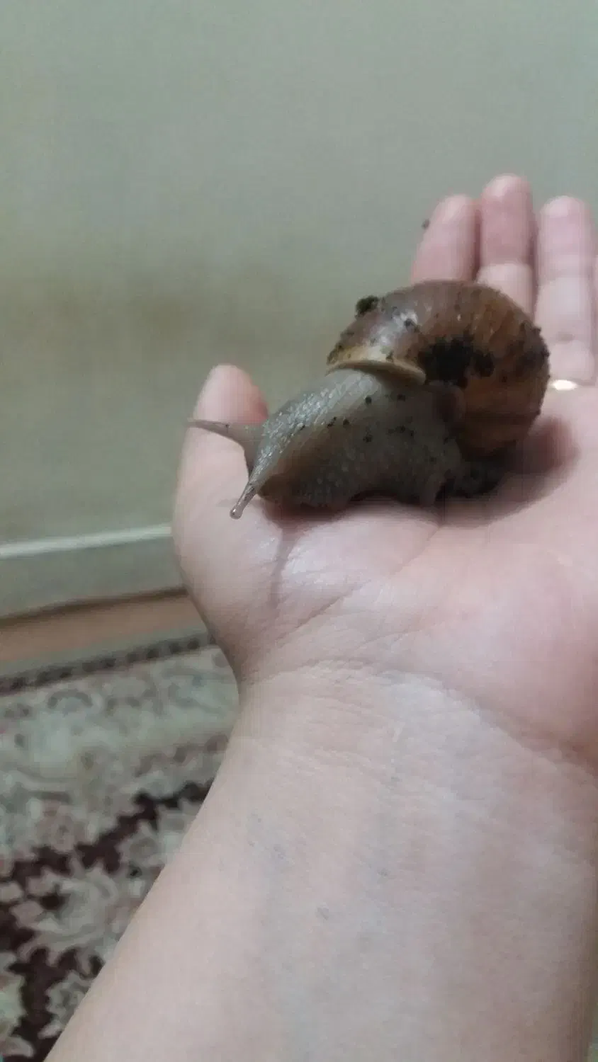 حلزون مولد|خزنده|کرج, خرمدشت|دیوار