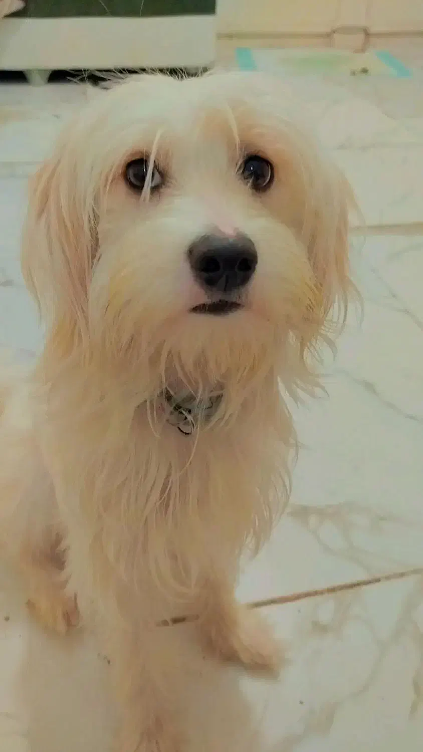 سگ شیتزو|سگ|ملارد, |دیوار