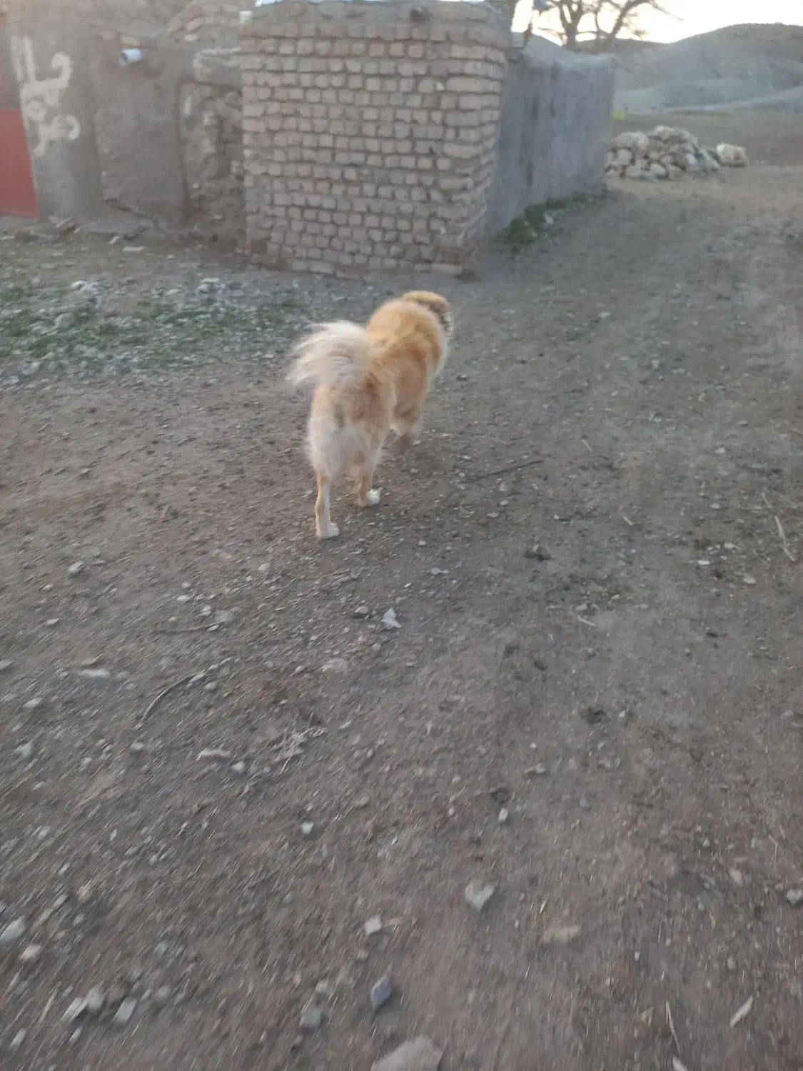 واگذاری سگ|سگ|زهان, |دیوار