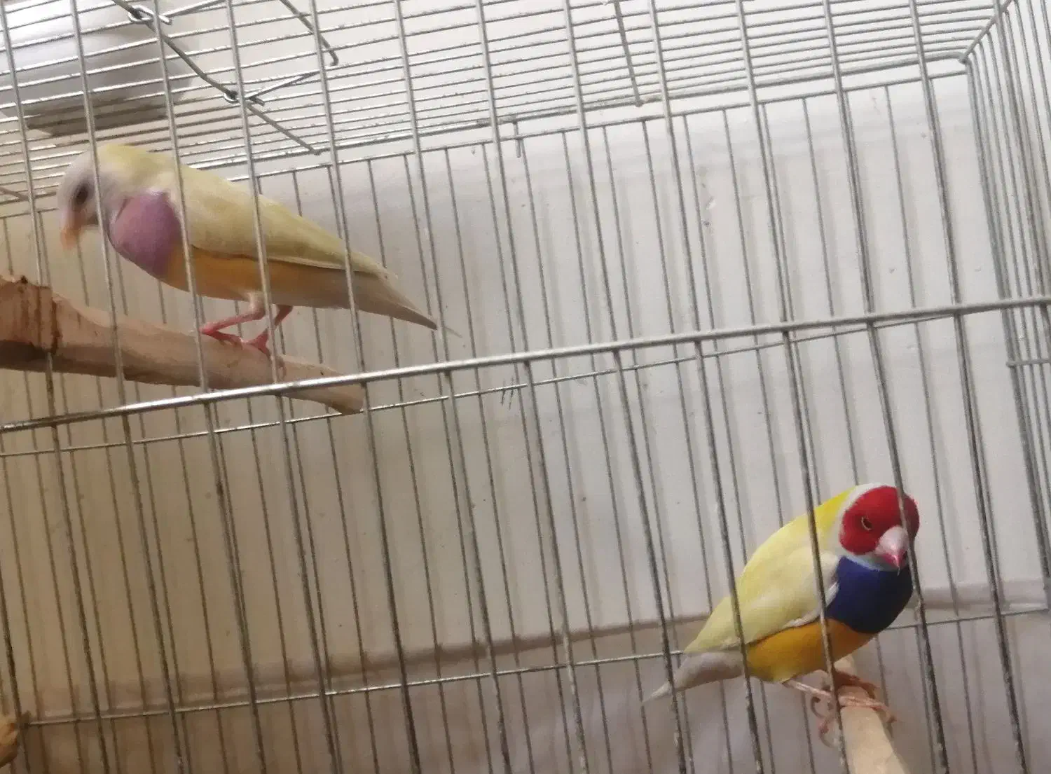 فنچ گلدین، سهره ، قناری|حراج|اندیشه, اندیشه فاز ۱|دیوار