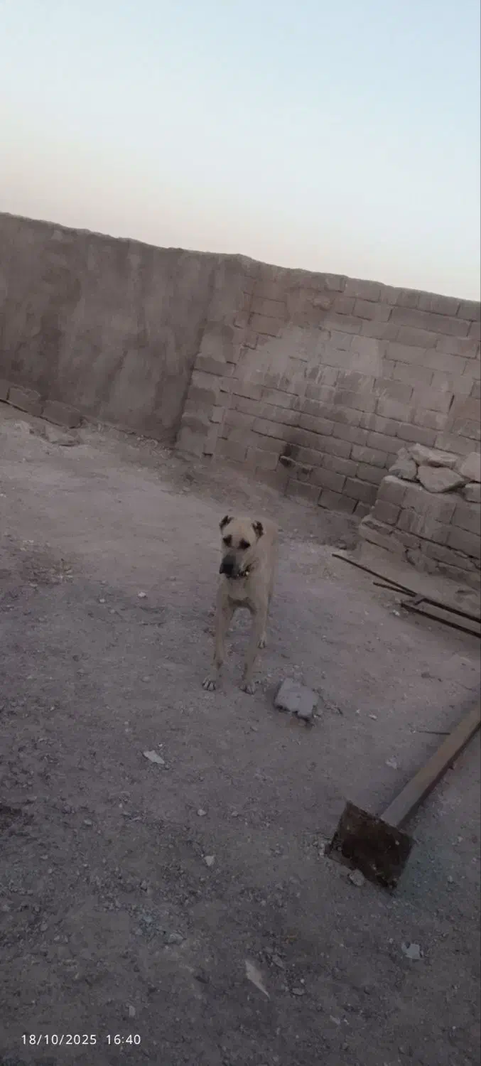 سگ نر ۱۰ ماهه|سگ|تربت‌حیدریه, پائین ولایت|دیوار