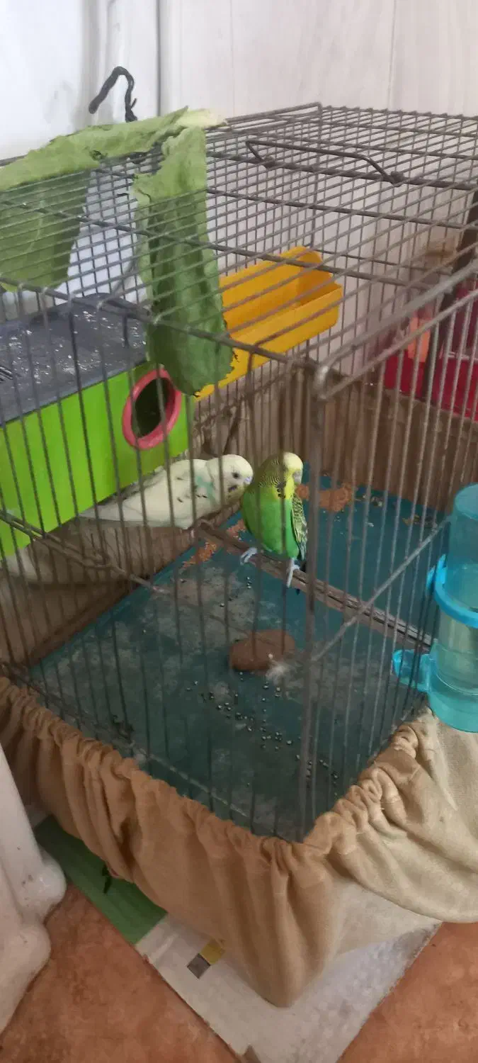 مرغ عشق|پرنده|شیراز, شهرک فجر|دیوار