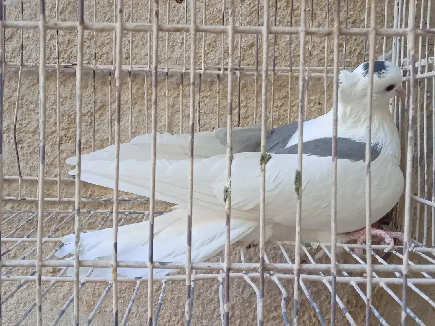 ماده نواتی سرخ ماده شونی ماده یکت|پرنده|سیلاخور, |دیوار