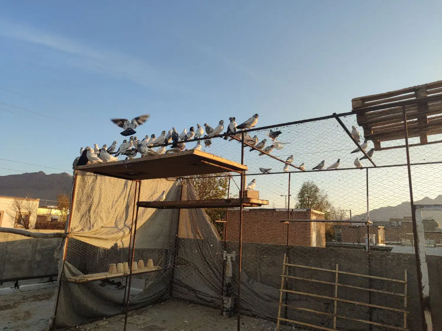 کفتر پرشتی|پرنده|فرخشهر, |دیوار