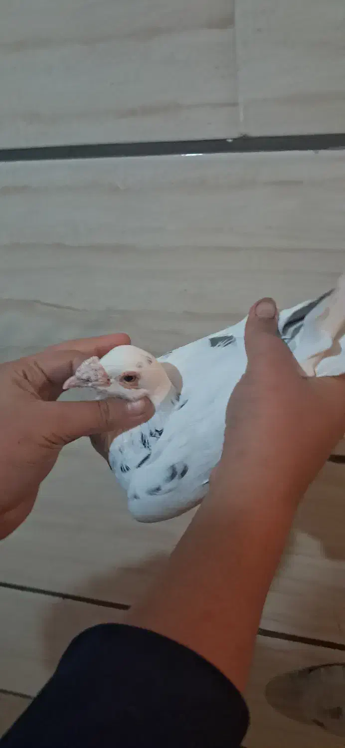 کبوتر هفت رنگ و پلاکی|پرنده|قزوین, |دیوار