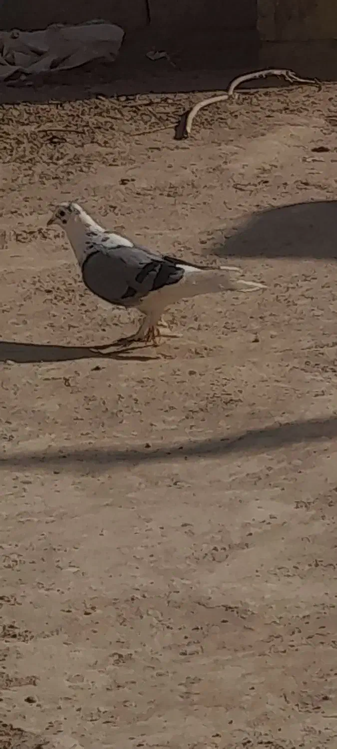 کبوتر|پرنده|زهک, |دیوار