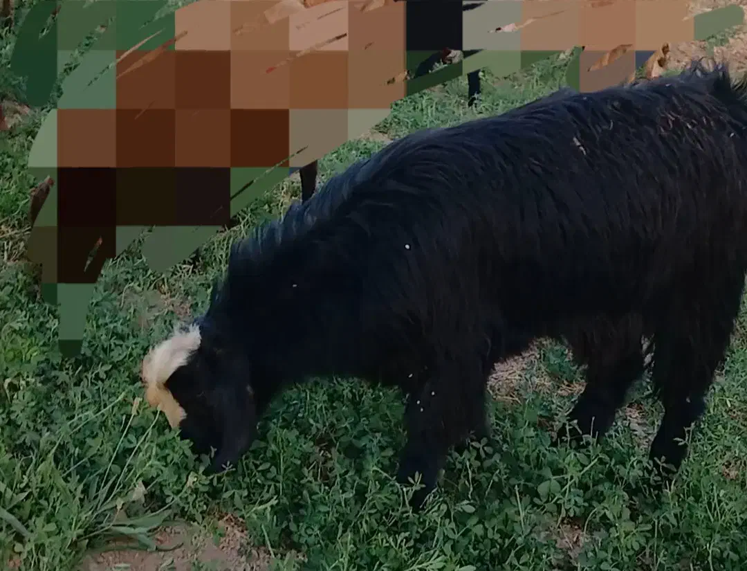 نزغاله نر|حیوانات مزرعه|فاروج, |دیوار