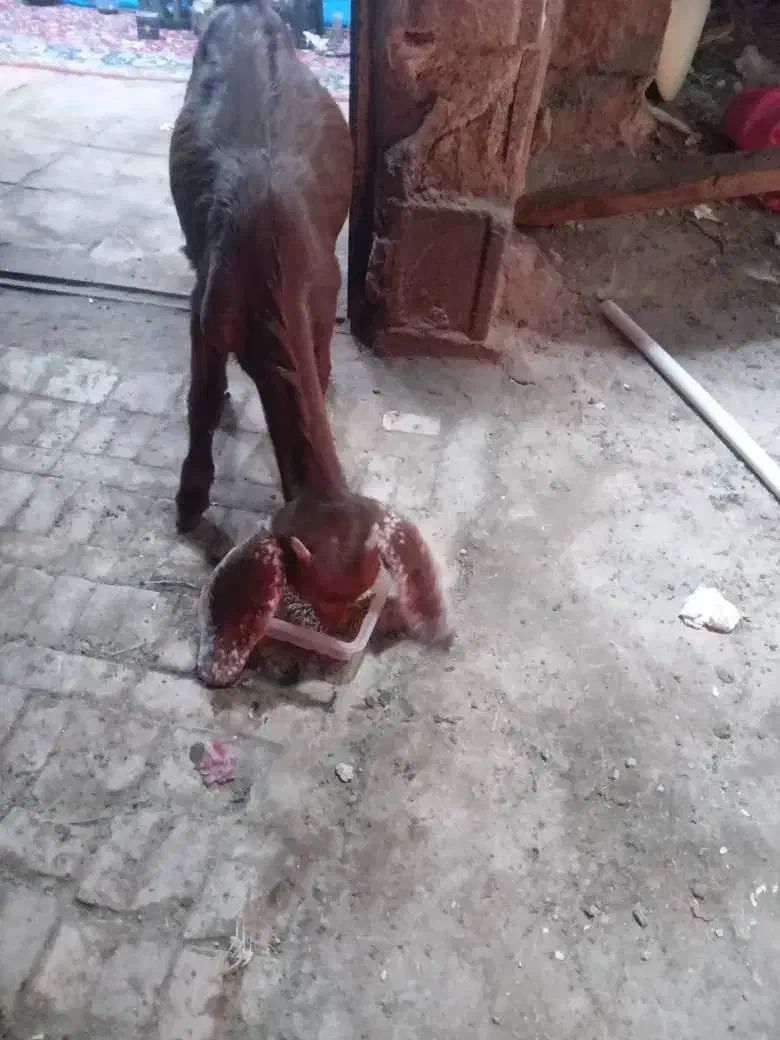 بز عربی برای فروش|حیوانات مزرعه|خرمشهر, |دیوار