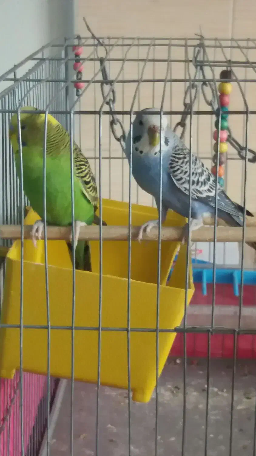 مرغ عشق جفت|پرنده|ری, حمزه‌آباد|دیوار