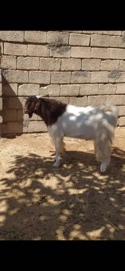 ۵راس میش درجه یک ۲راس بره دار ۳راس ابستن۳ماه|حیوانات مزرعه|سرچهان, |دیوار