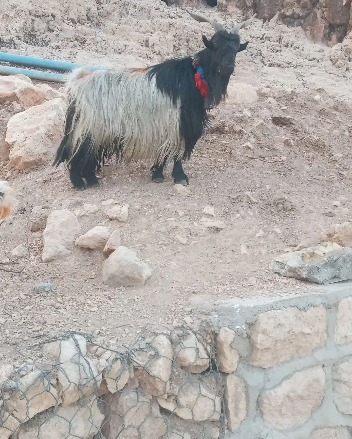 یک عدد بز به فروش میرسد|حیوانات مزرعه|ایذه, |دیوار