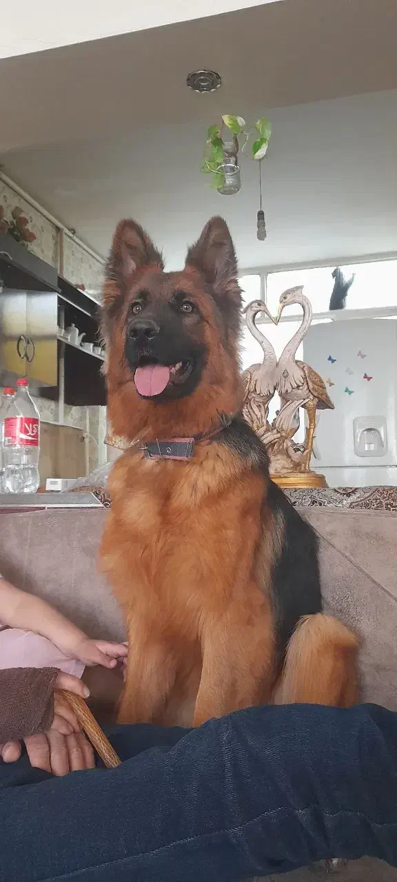 واگذاری سگ ژرمن شولاین|سگ|تربت‌حیدریه, باغ سلطانی|دیوار