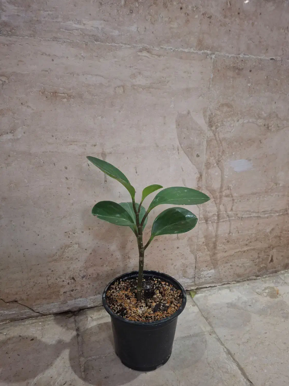 گل و گلدان|گل و گیاه طبیعی|تهران, آزادشهر|دیوار