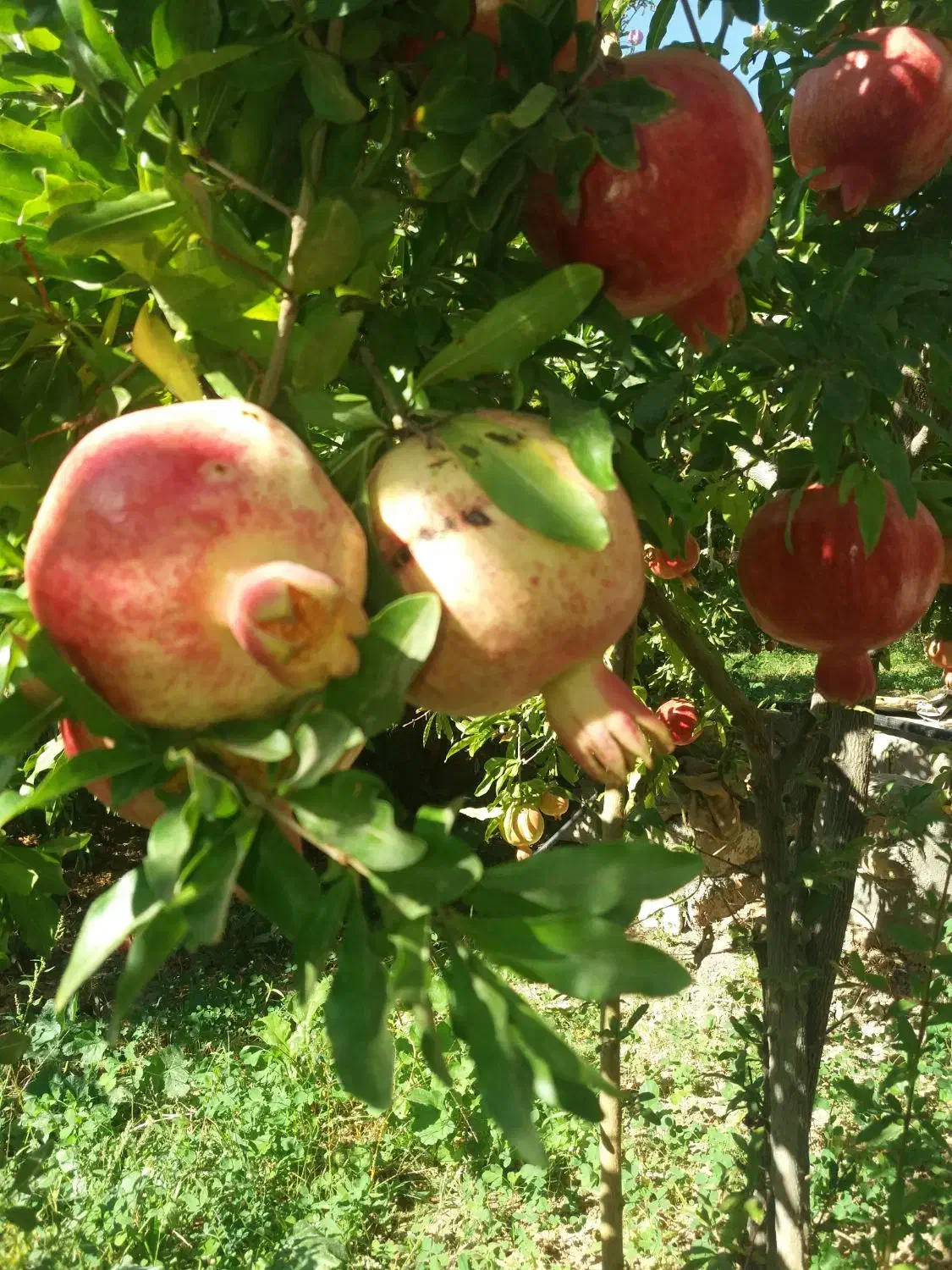 انار|خوردنی و آشامیدنی|مهدی شهر, |دیوار