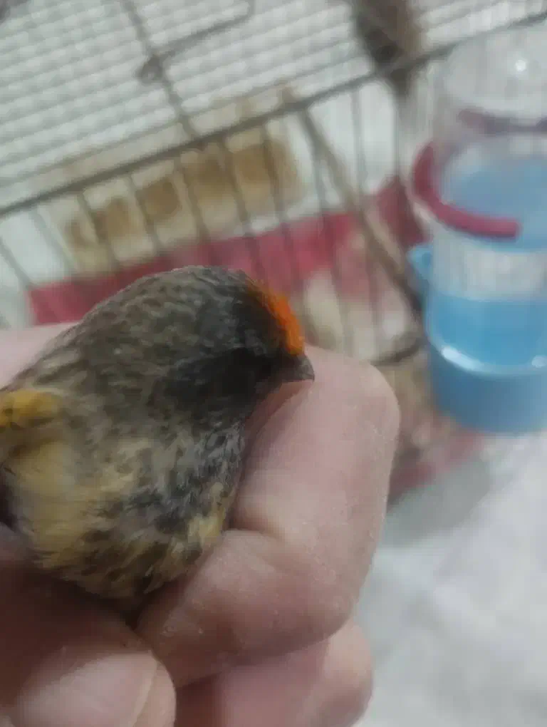 گلبسر|پرنده|ماکو, |دیوار