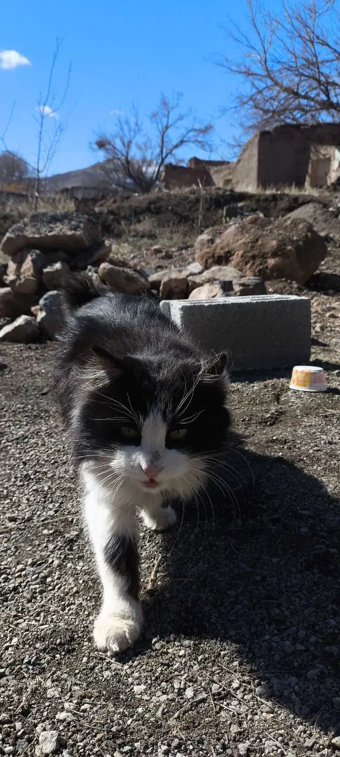 گربه مشکی|گربه|مرند, |دیوار