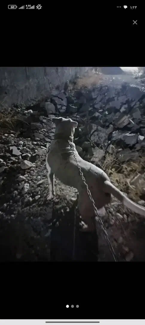 سگ داگو|سگ|یاسوج, |دیوار