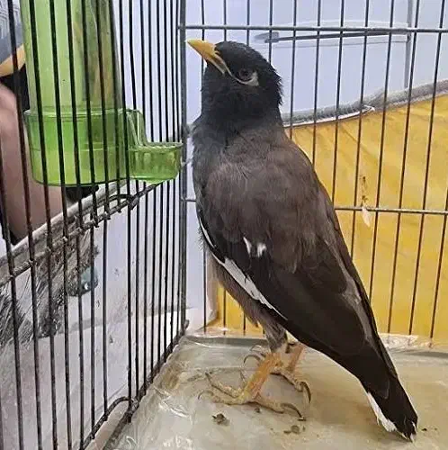 مرغ مینا گم شده|حیوانات|کوهدشت, |دیوار