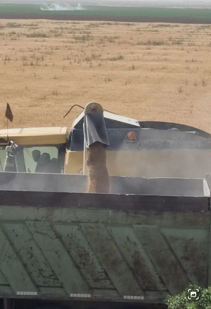 فروش یونجه انباری،جو وبذریونجه|خدمات باغبانی و درختکاری|شراء, |دیوار