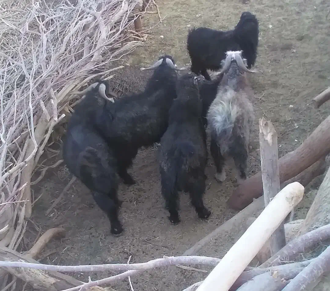 بز نر وطنی و روغن حیوانی|حیوانات مزرعه|هامون, |دیوار