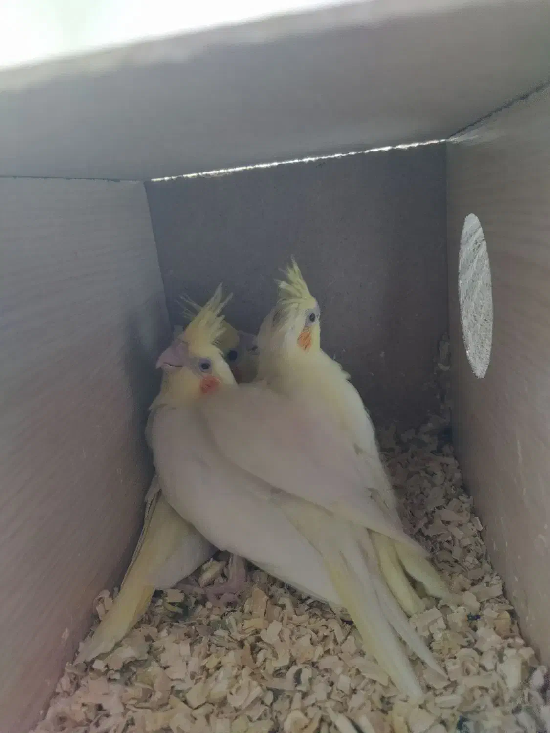 یک جفت جوجه لوتینو رنگ خاص|پرنده|بیرجند, |دیوار