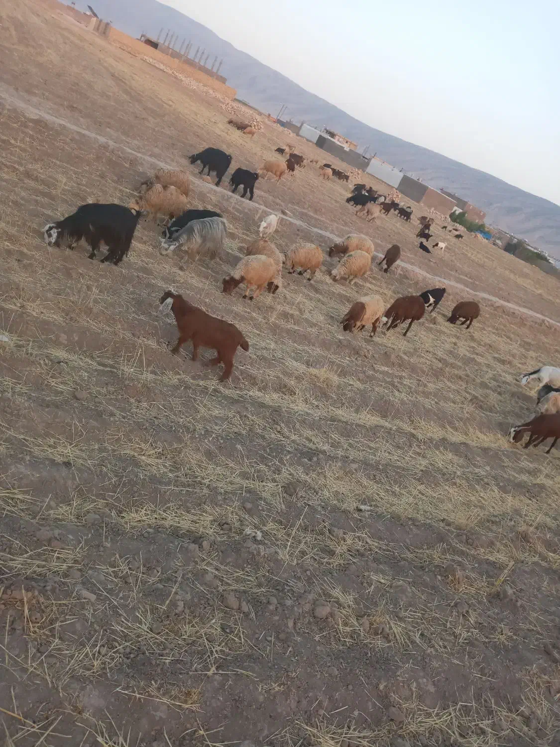 بره بز وبزغاله چاق مناسب کشتار ۸۰ عدد رومشکان|حیوانات مزرعه|رومشکان, |دیوار