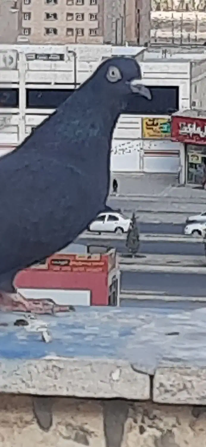 سیاه ماده کاشونی|پرنده|فولادشهر, مسکن مهر فولادشهر|دیوار