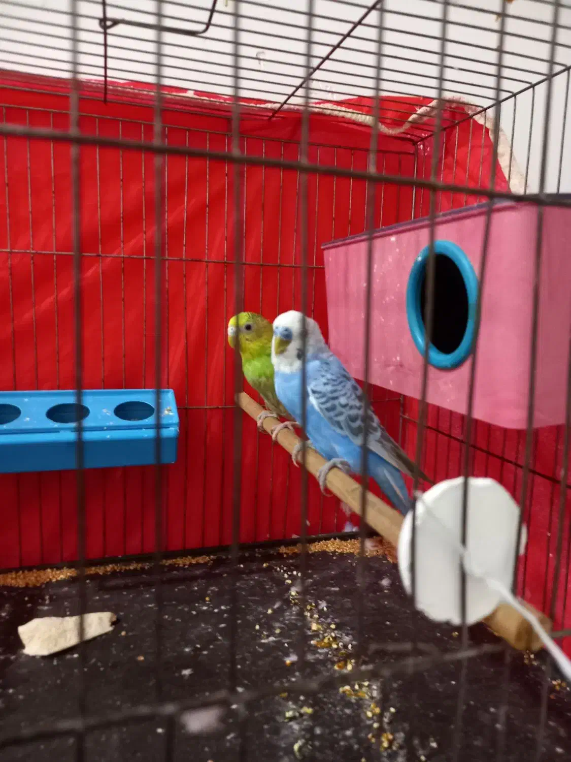 مرغ عشق نرو ماده|پرنده|گرگان, |دیوار